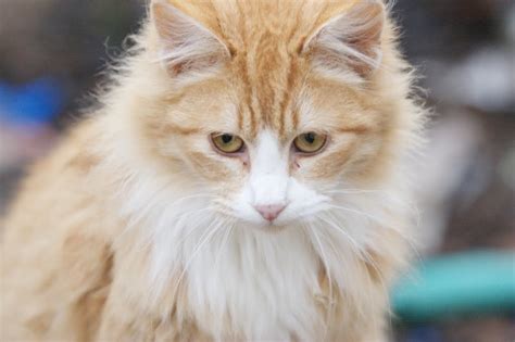 The Feral Life #Compassion Cats: Fluffy Orange/White Feral Cat Portrait