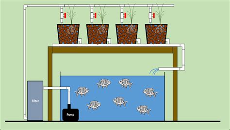 Aquaponics: System Layout and Components | Land-Grant Press