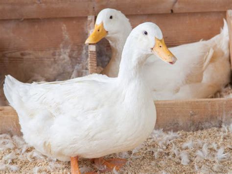 Buy Duck Breeding Stock or Meat Ducks | INDUX Duck Production System