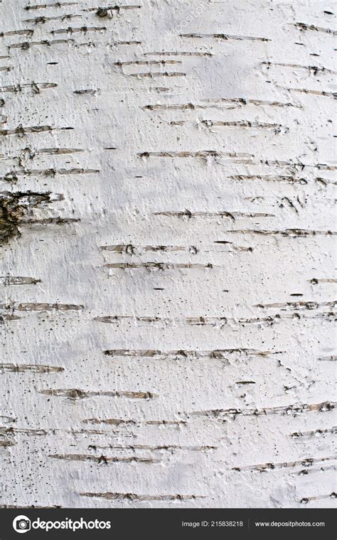 Birch Tree Bark Wallpaper