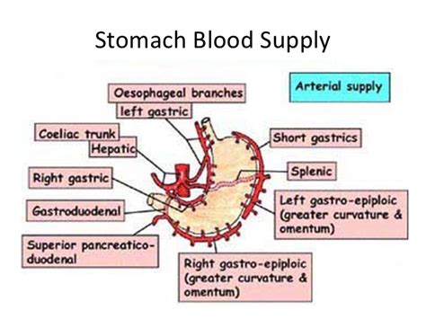 Stomach artery – Homeopathy For All