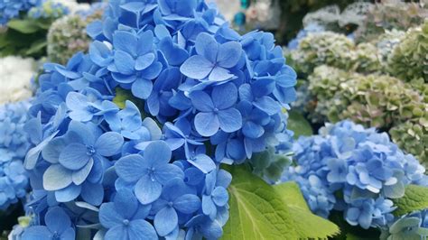 The New Pop Star Hydrangea Is Exactly What Your Garden Needs