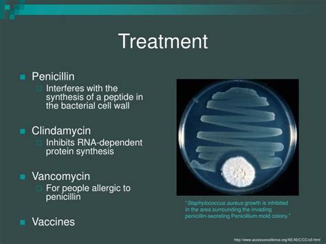 PPT - Streptococcus pyogenes PowerPoint Presentation - ID:6658249