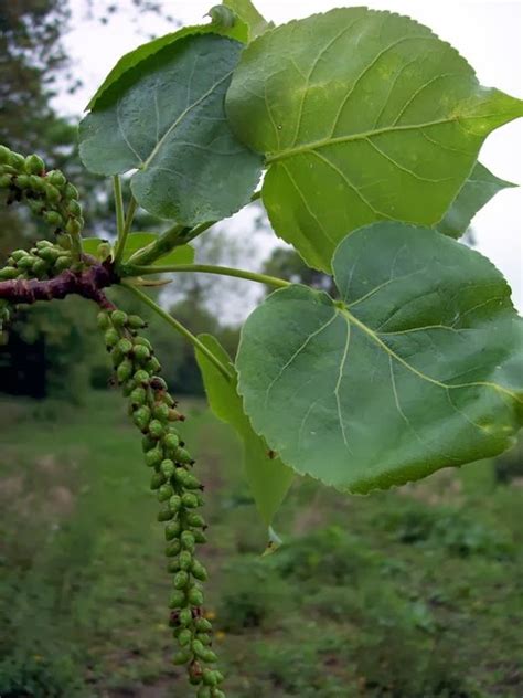 Trees Planet: Populus nigra - Black Poplar