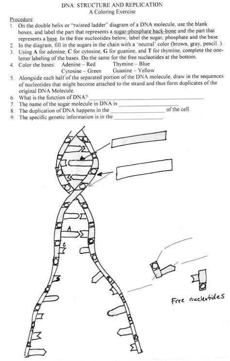 Dna Replication Coloring Worksheet Biology Corner Dna Coloring ...