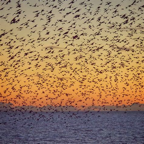 Why do starlings flock in murmuratons? - GardenBird