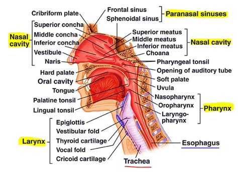 Diagram Of Upper Respiratory System