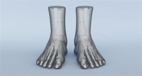 Foot Anatomy Blue 3D Model $39 - .3ds .dae .fbx .obj .ma .dxf .max - Free3D