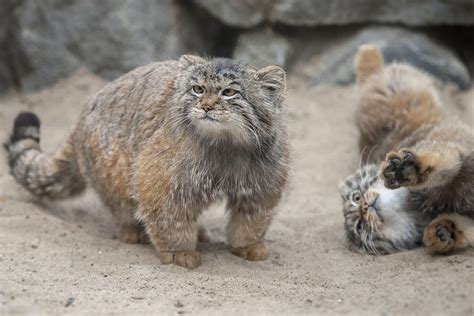 The Calgary Zoo's two new cats are an internet sensation - Cottage Life