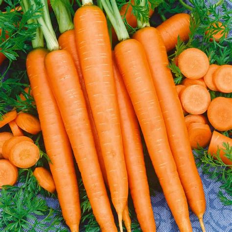 Tendersweet Carrot Seeds - 5 Lb - Non-GMO, Heirloom Vegetable Garden ...