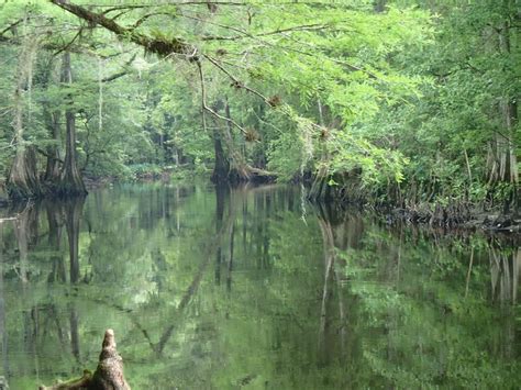 Withlacoochee State Trail - The River • View From The Trail