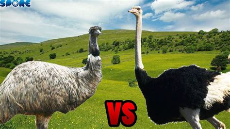 Emu vs Ostrich | SPORE - YouTube