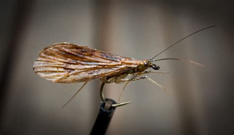 Fly Tying Archive | Halesus Tesselatus Realistic Caddis Fly