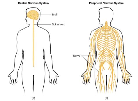 Parts of the Nervous System – General Psychology