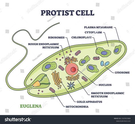 Protist Cell Microscope