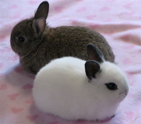 14 Dwarf Hotot Bunny Rabbits located in Great-Falls, MT | Rabbit breeds ...