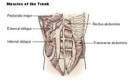 Abdominal external oblique muscle - Wikiwand