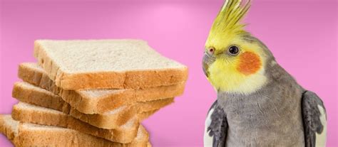 Can Birds Eat Bread? A Comprehensive Guide