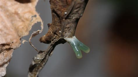 Dragon mantis females have a Y-shaped sex gland that moves like a ...