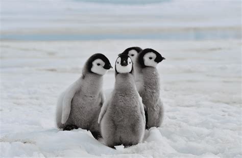 A Closer Look At Baby Penguins - 7 Fascinating Facts - Animal Corner