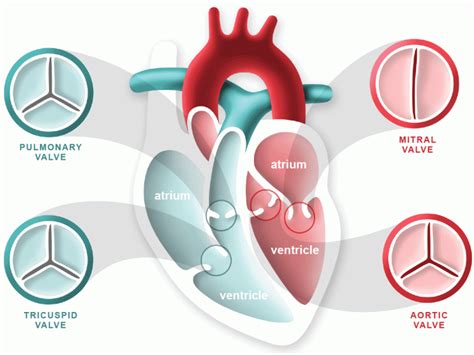 Heart & Lung Centre: Valve Surgery Malaysia - CVSKL