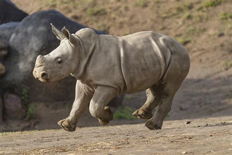 Southern White Rhino Baby 'Future' Now on Exhibit at Safari Park ...