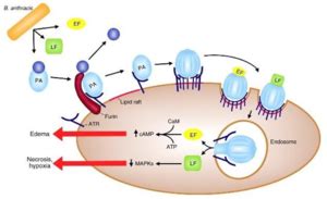 Bacillus Anthracis NEU2011 - microbewiki