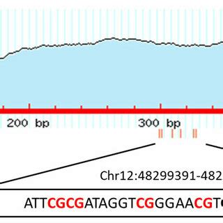 Methylation analysis of promoter CpG island located in VDR locus. CpG ...