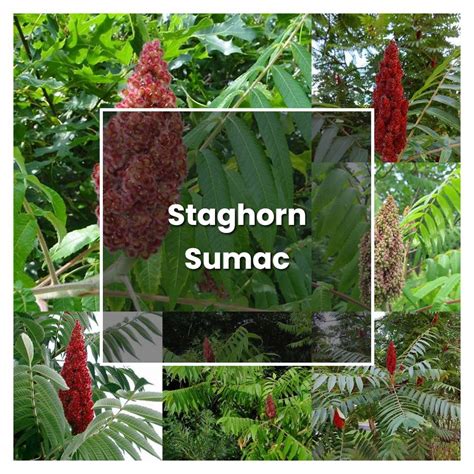 How to Grow Staghorn Sumac - Plant Care & Tips | NorwichGardener