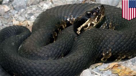 Deadly snake bite: Cottonmouth snake bite kills Missouri man who ...