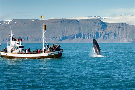 Whale Watching Iceland Holidays | Discover the World