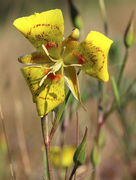 Calochortus_luteus_Ord_28_2 | Calochortus luteus, lower elev… | Flickr