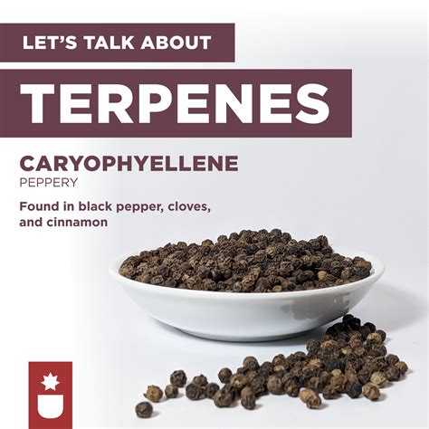 Know Your Cannabis: Caryophyllene — CONSUME