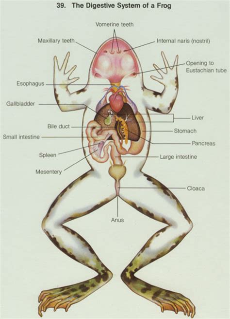 Frog and Human Anatomy Comparison - Ms. Pearrow's 7th Grade Science