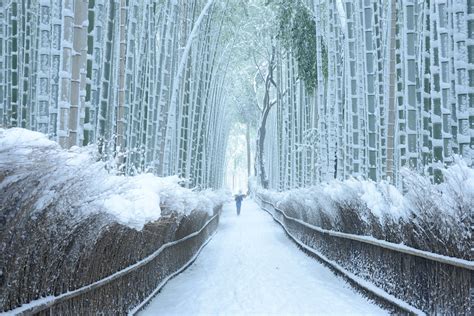 Arashiyama Bamboo Grove in winter - Inside Kyoto