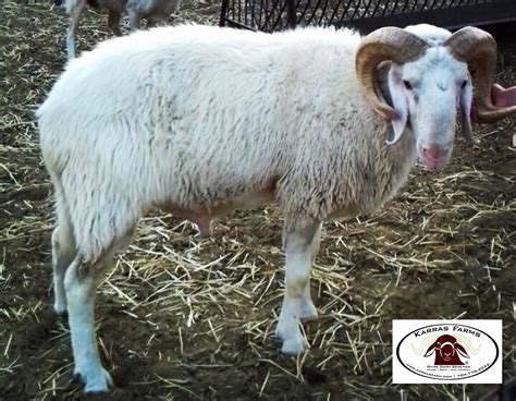 Assaf sheep. USA www.karrasfarm.com | Animaux, Animaux de la ferme