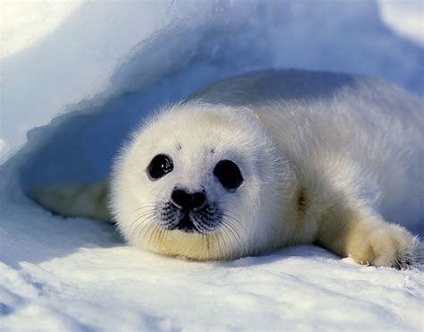 Baby harp seal - Jim Zuckerman photography & photo tours