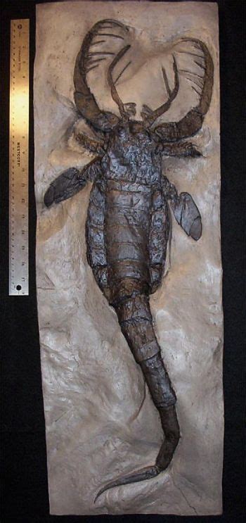 Eurypterid (sea scorpions) are an extinct group of arthropods related ...