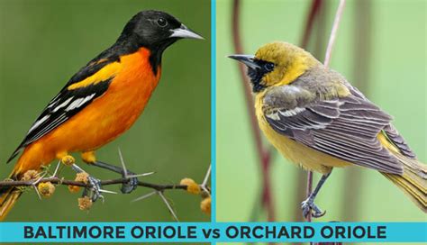 Orchard Oriole vs Baltimore Oriole: How Do They Compare - Birdwatching Buzz