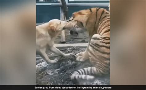 Viral Video Of A Dog Trying To Bite Off Tiger's Ear Stuns Internet