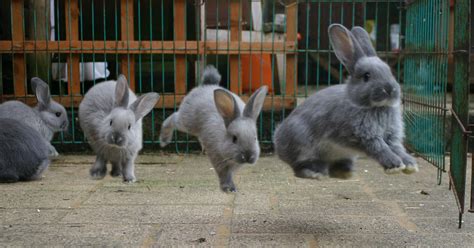 Pin by krista keyocean on Moorcroft Stud | Pet bunny, Rabbit, Cute animals