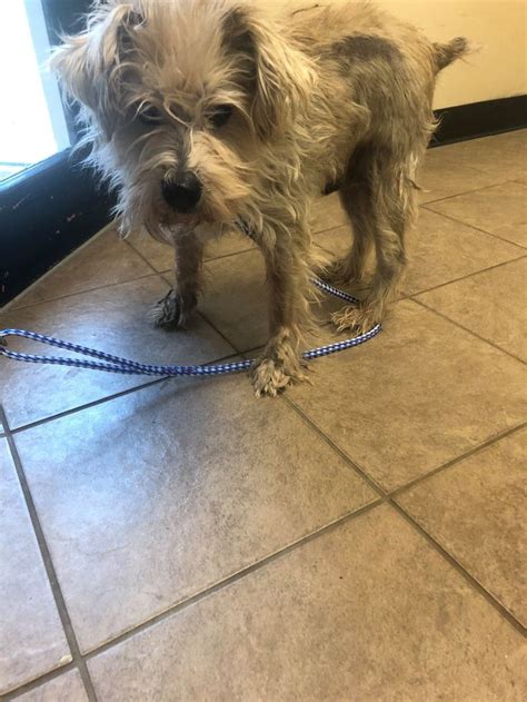 a small white dog standing on top of a tile floor next to a door with a ...