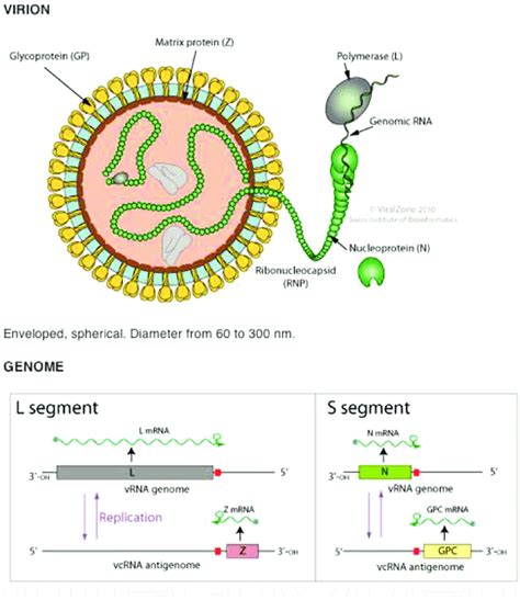 The Virion and genome having the L and S segments [15, 17, 21, 23 ...