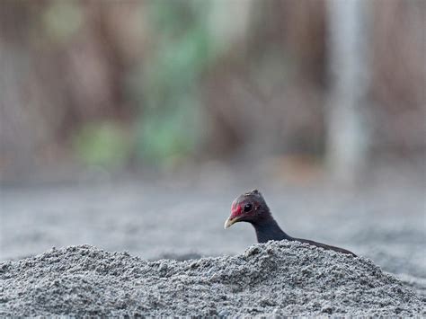 birdphoto | Melanesian Megapode Megapodius eremita at nesting ground ...