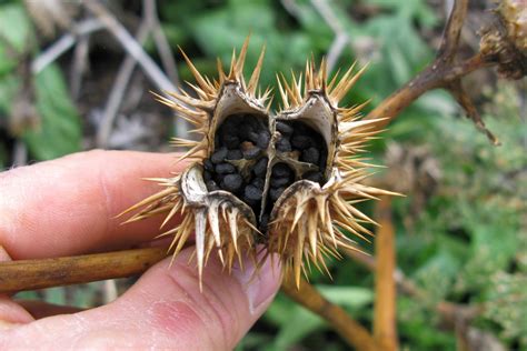 When To Plant Datura Seeds | Storables