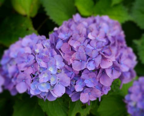 Hydrangea Purple Kannonzaki free image download