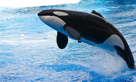 orca, Animals, Whale, Water, Jumping Wallpapers HD / Desktop and Mobile ...