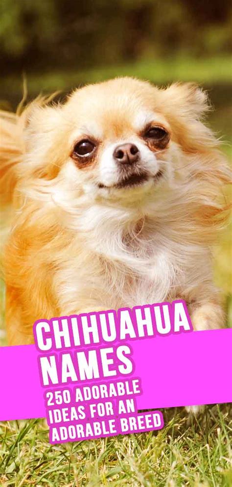 Chihuahua Names – 300 Adorable Chihuahua Dog Name Ideas