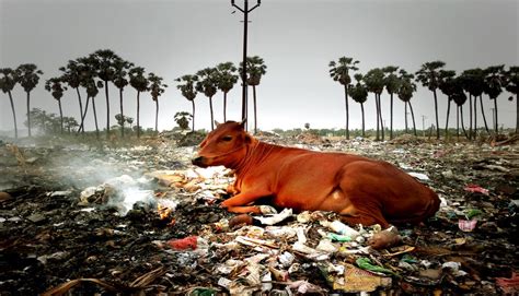 Effects Of Land Pollution On Animals