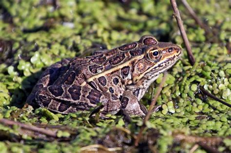 Northern Leopard Frog (U.S. National Park Service)